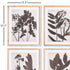 PRESSED FOLIAGE PRINTS, SET OF 4 - view 3