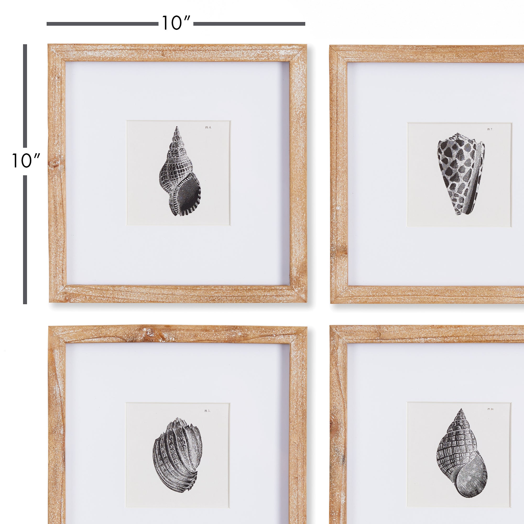 Seashell Petite Prints, Set Of 4 - View 3