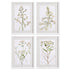 DAISY PRINTS, SET OF 4