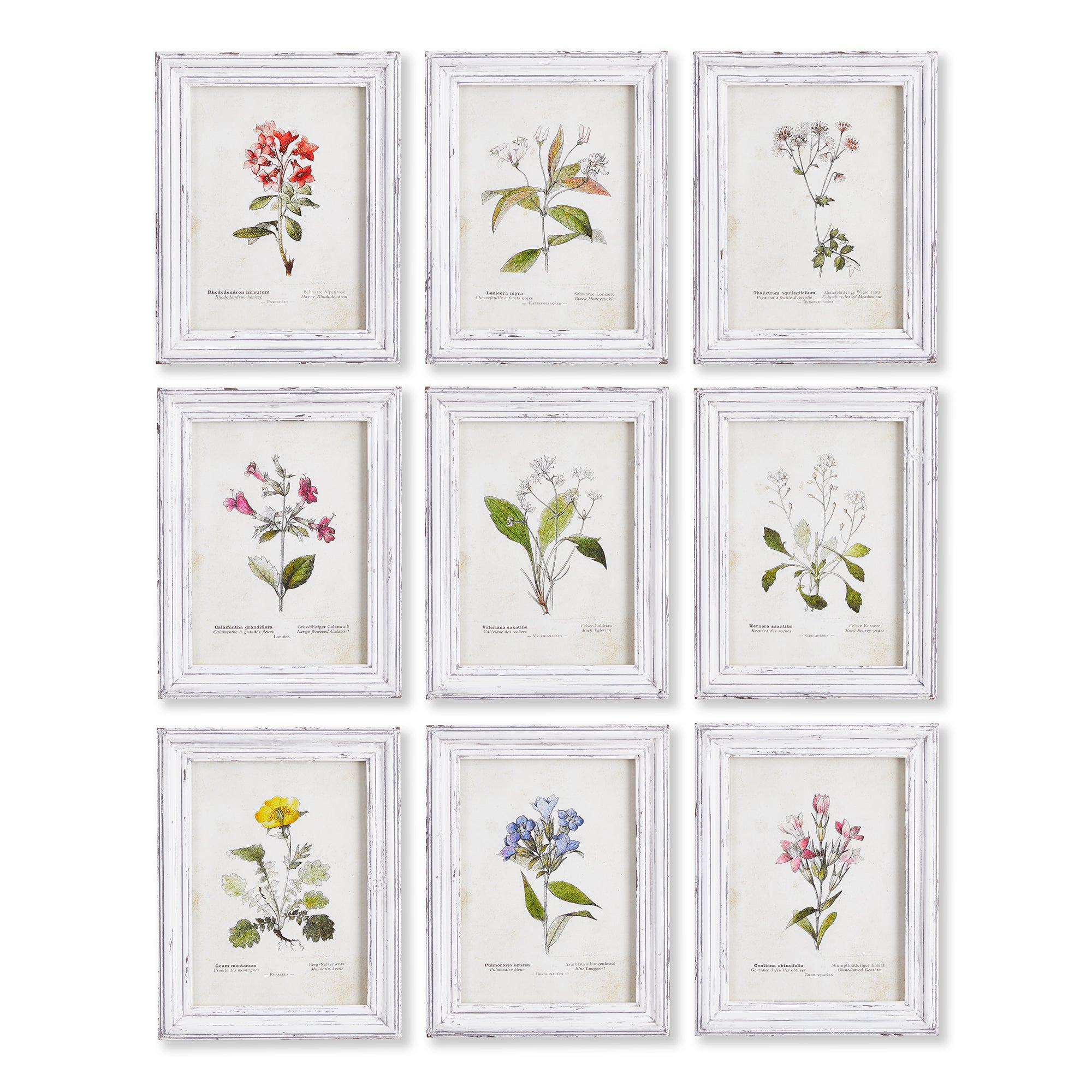 Garden Meadow Study, Set Of 9