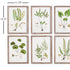SHADE GARDEN STUDY, SET OF 6 - view 3