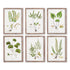 SHADE GARDEN STUDY, SET OF 6