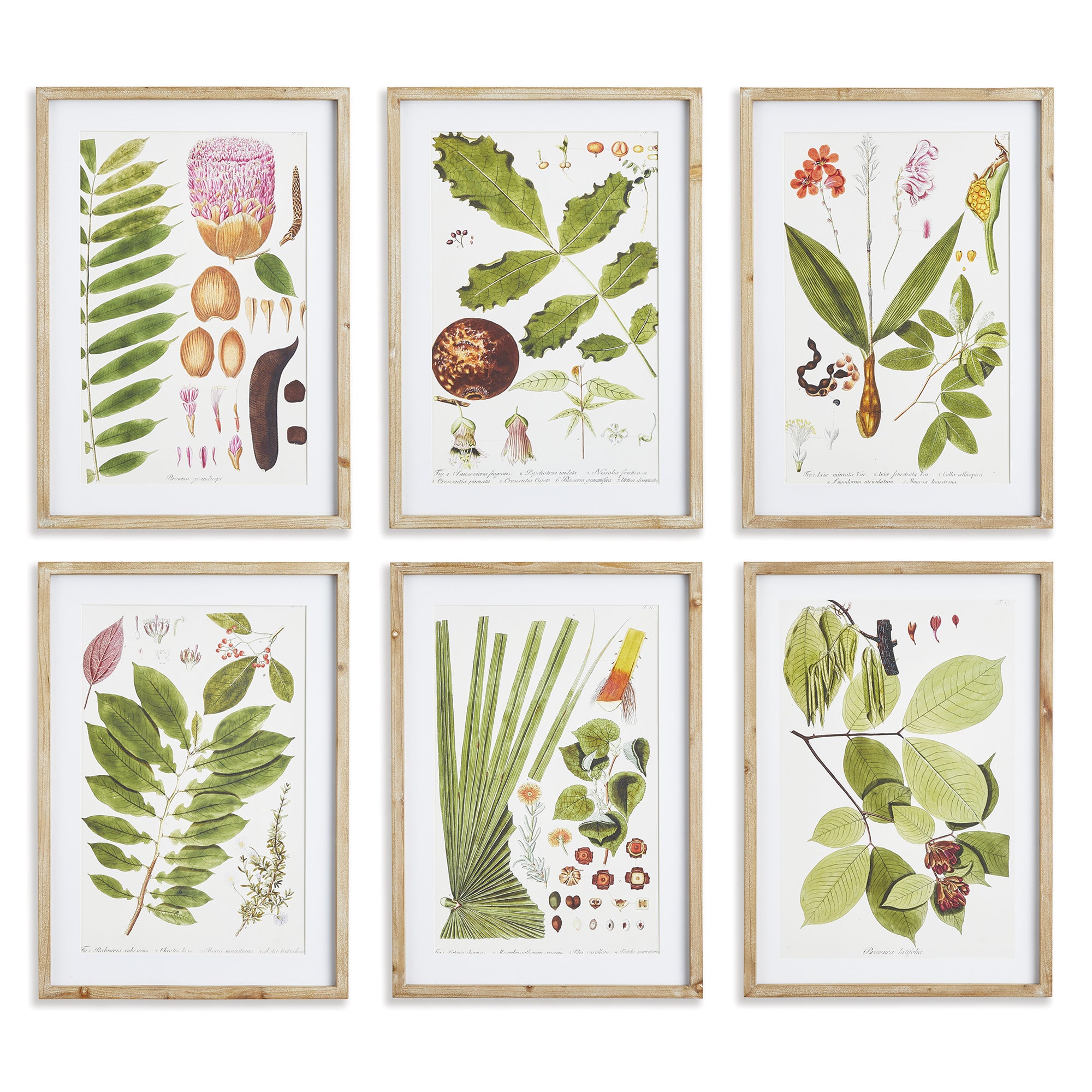 LEAF BOTANICAL STUDY, SET OF 6