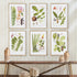LEAF BOTANICAL STUDY, SET OF 6 - view 3