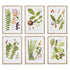 LEAF BOTANICAL STUDY, SET OF 6