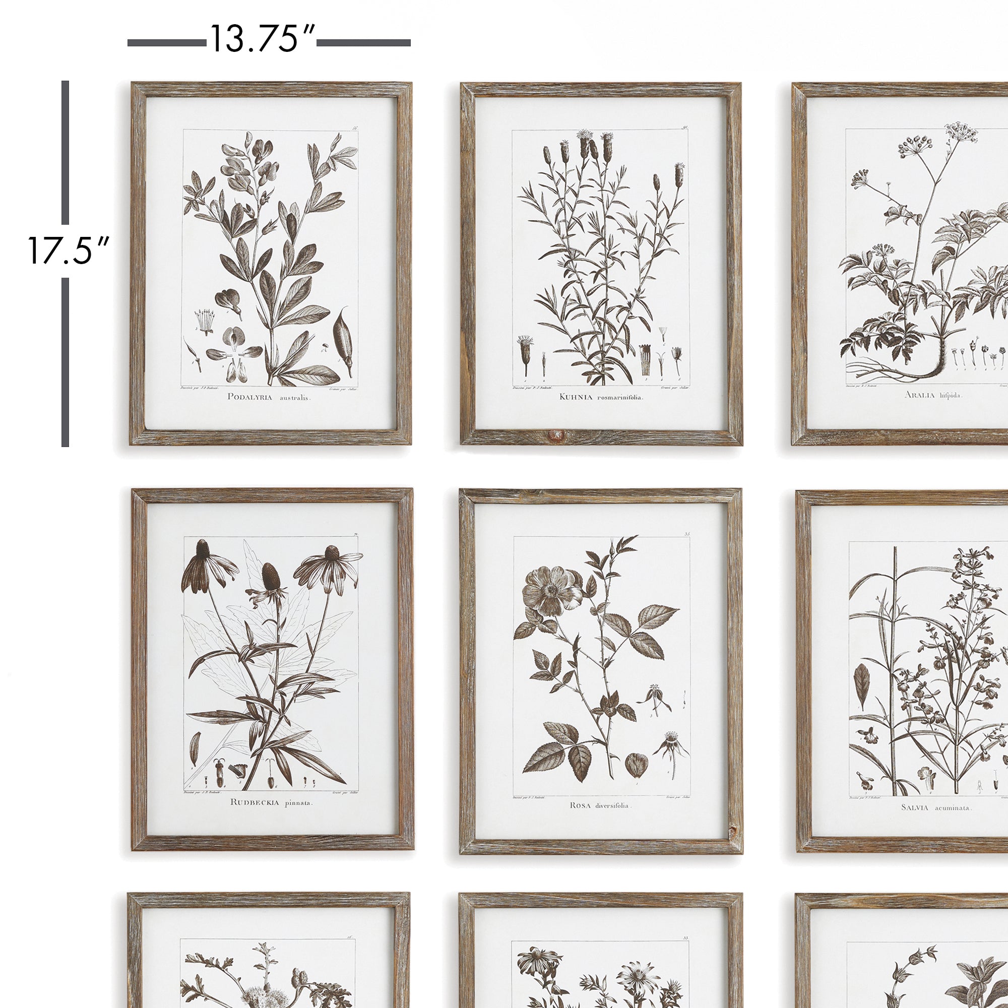 Rustic Foliage Study, Set Of 9 - View 2