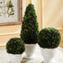 BOXWOOD CONE TOPIARY IN POT - view 2