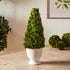 BOXWOOD CONE TOPIARY IN POT - view 3