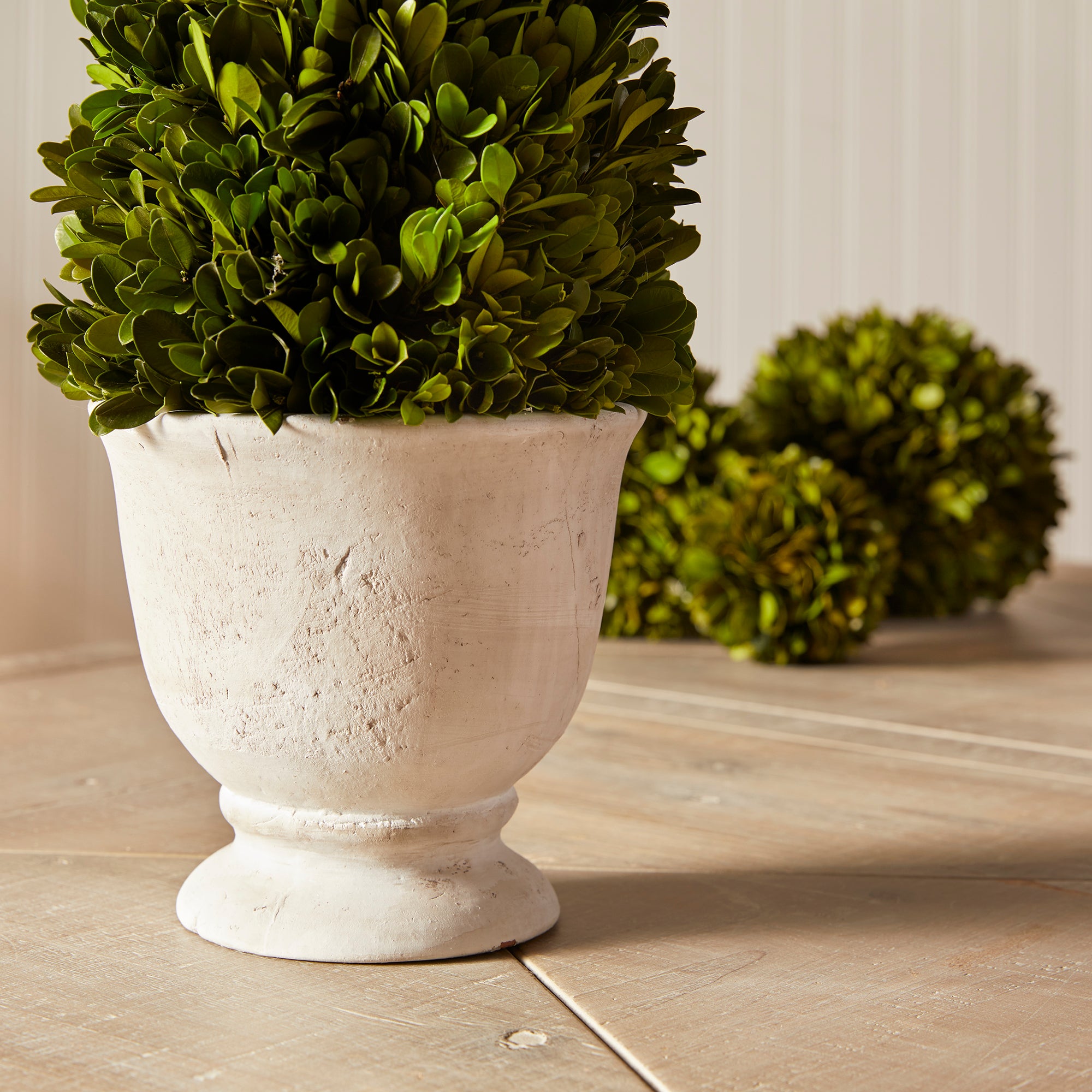BOXWOOD CONE TOPIARY IN POT - view 5