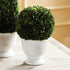 Boxwood Ball Topiary In Pot Large - View 2