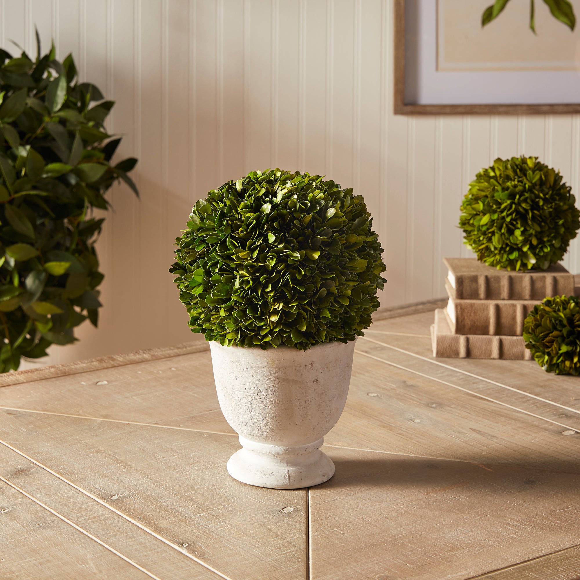 Boxwood Ball Topiary In Pot Large - View 3