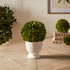 Boxwood Ball Topiary In Pot Large - View 3