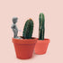 Plant Life Pee My Plants by NPW