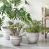Camelia Pots, Set Of 3 - View 2
