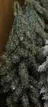 Faux Evergreen Trees with Natural Wood Slice Bases