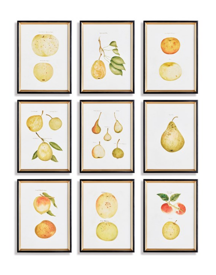ASSORTED FRUITS STUDY, SET OF 9 BY NAPA HOME & GARDEN