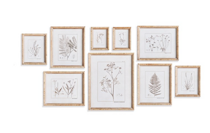 BOTANICAL STUDY IN SEPIA, SET OF 9 BY NAPA HOME & GARDEN