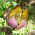 Metal Pink & Gold Flower Statuary - A. Dodson's