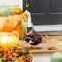 Giddy the Porch Goose Outfit - Football Post by Evergreen