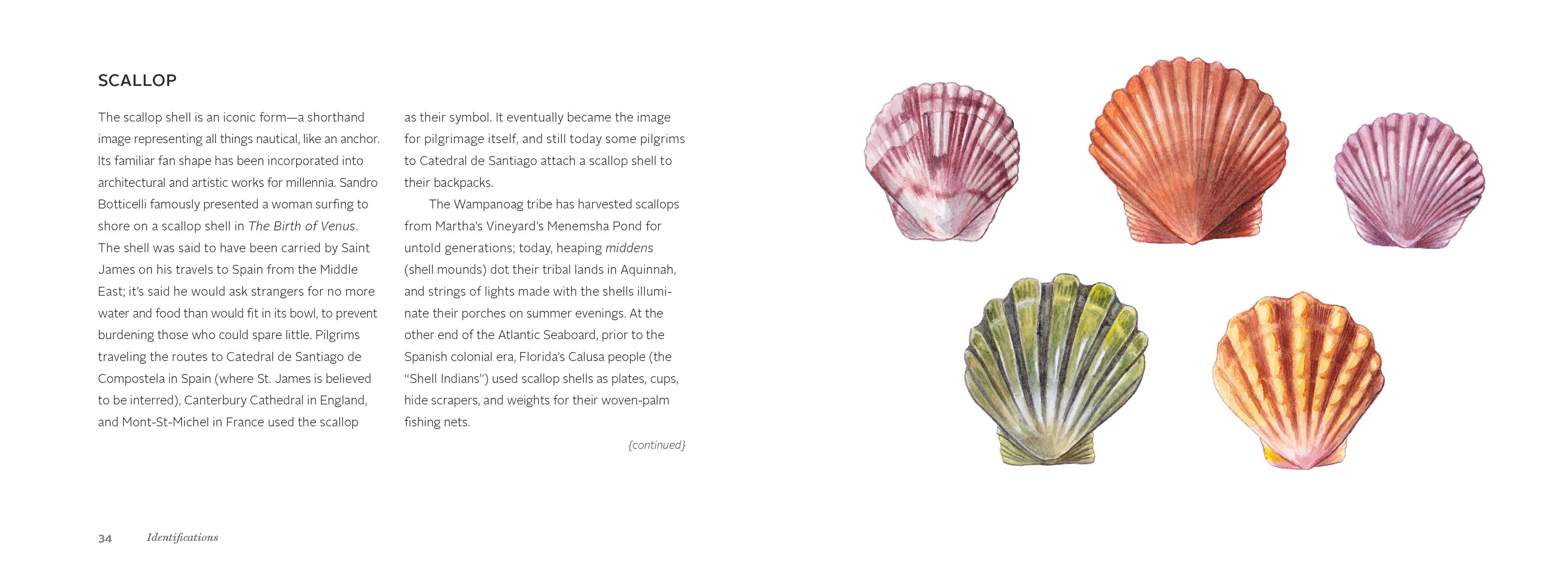 The Beachcomber's Companion