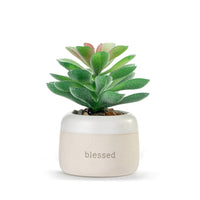Blessed Just Because Mini Succulent By Demdaco