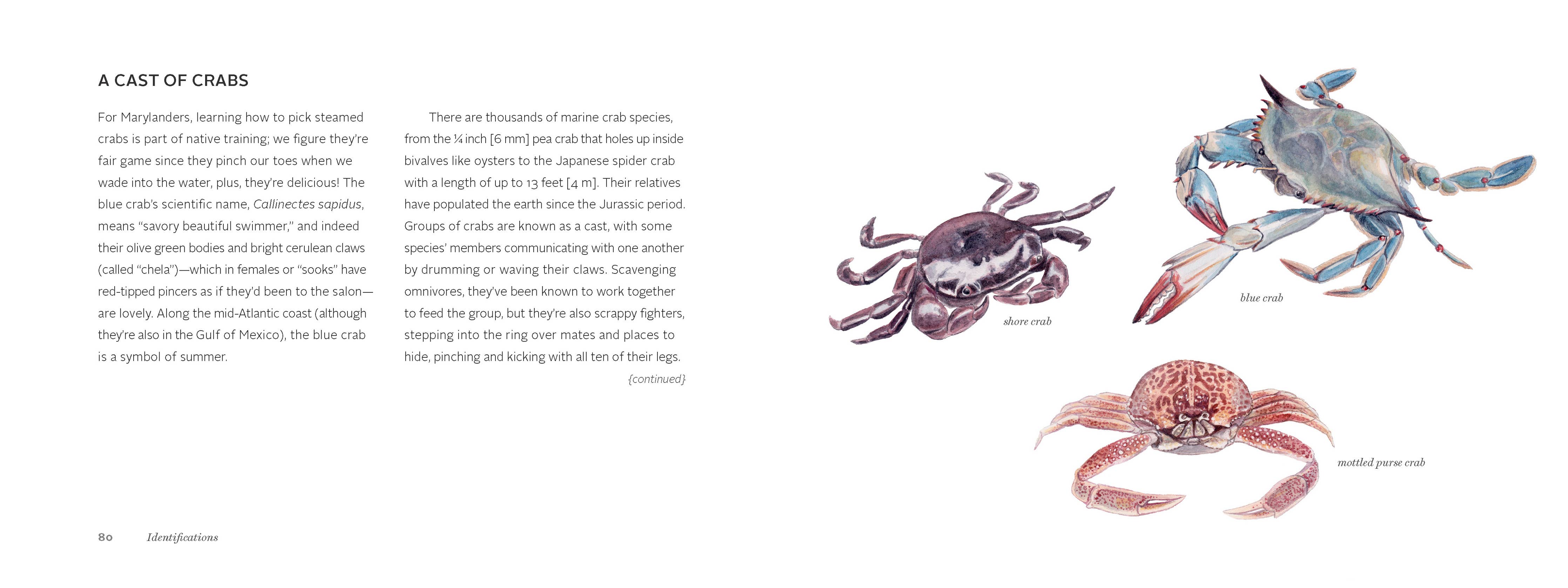 The Beachcomber's Companion