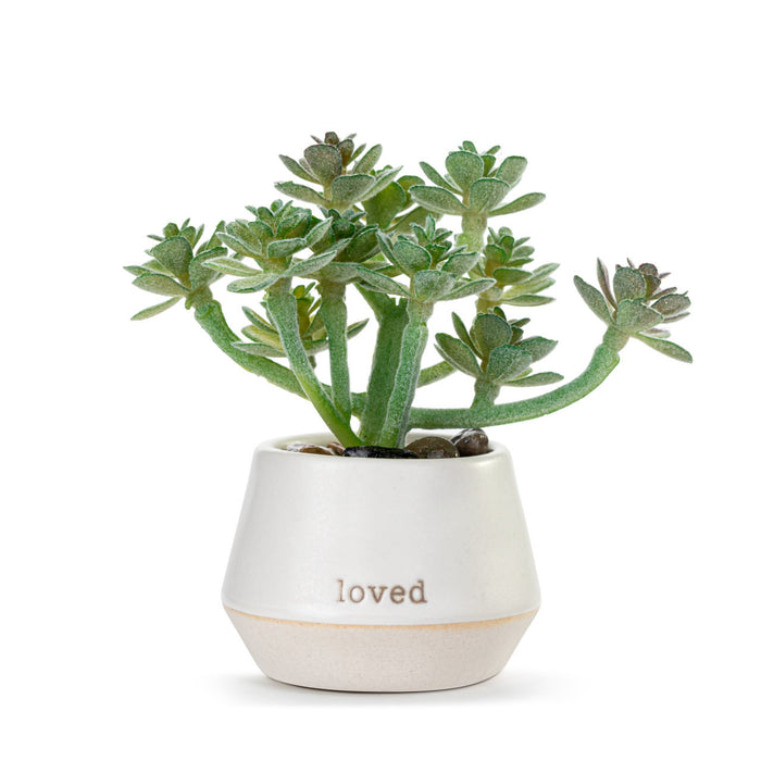 Loved Just Because Mini Succulent By Demdaco