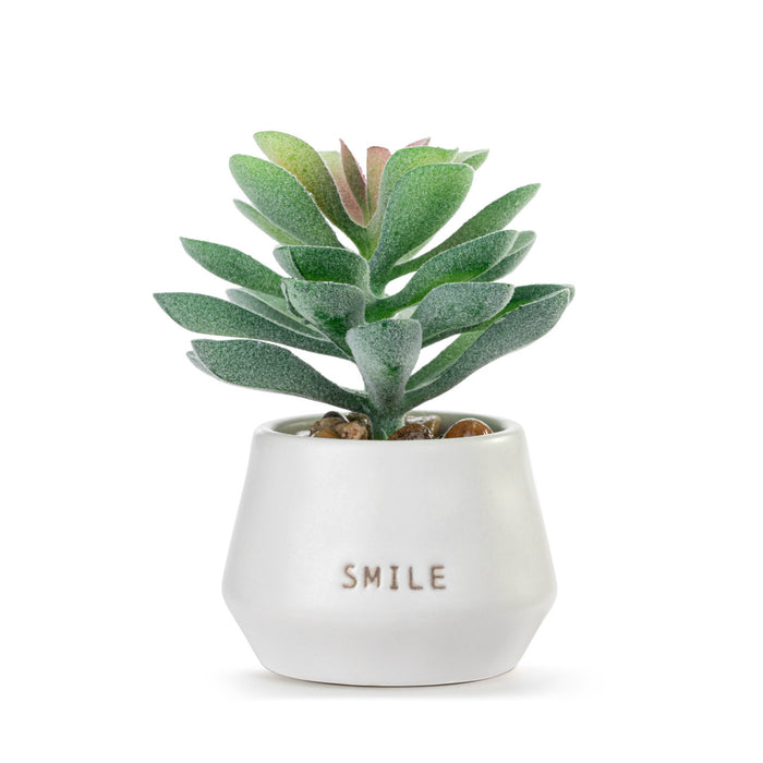 Smile Just Because Mini Succulent By Demdaco
