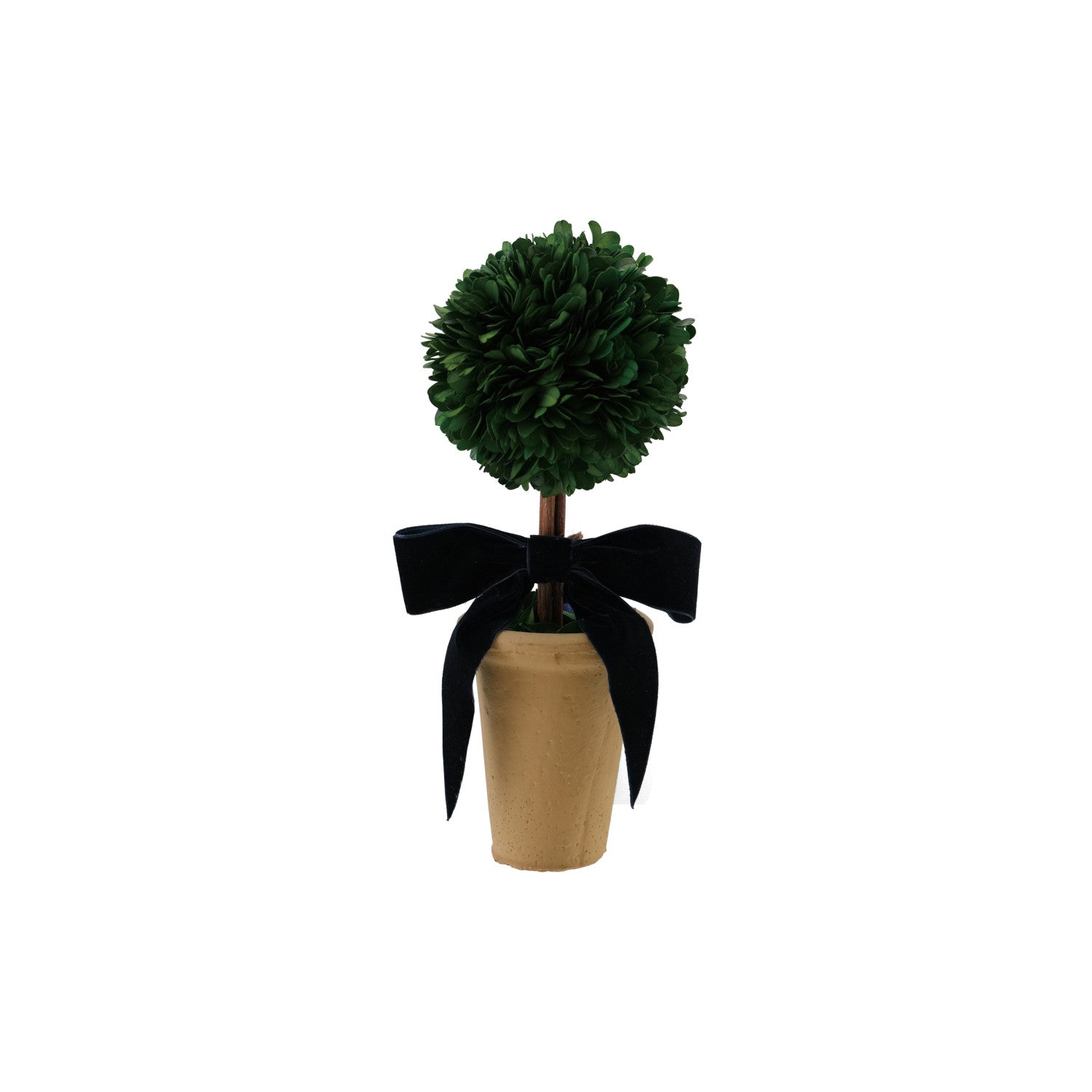 Dried Boxwood Tree in Terra-cotta Pot with Navy Color Velvet Bow