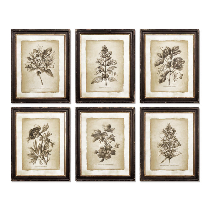 FRAMED VINTAGE FLORAL PRINTS, SET OF 6 BY NAPA HOME & GARDEN