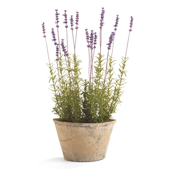 FRENCH LAVENDER POTTED 21" BY NAPA HOME & GARDEN