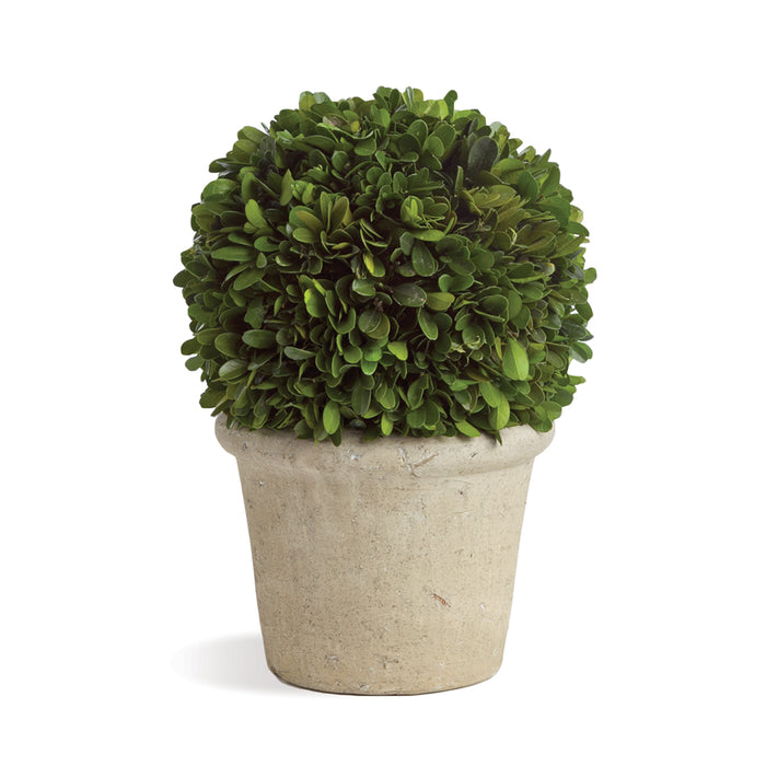 BOXWOOD 8" BALL IN POT BY NAPA HOME & GARDEN