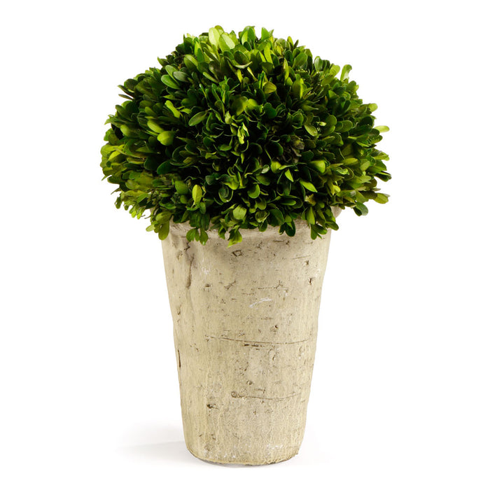BOXWOOD THREE-QUARTER BALL IN POT BY NAPA HOME & GARDEN