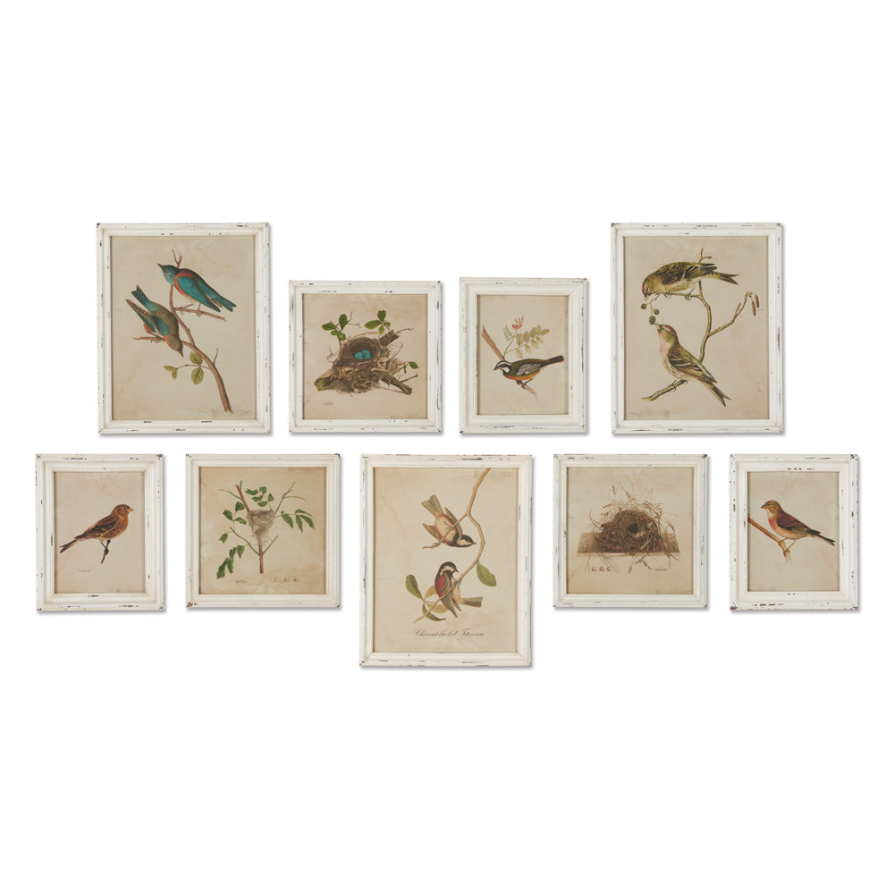 FRAMED AVIARY BIRD & NEST HABITAT PRINTS, SET OF 9 BY NAPA HOME & GARDEN - A. Dodson's