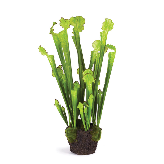 SARRACENIA DROP-IN 21" BY NAPA HOME & GARDEN