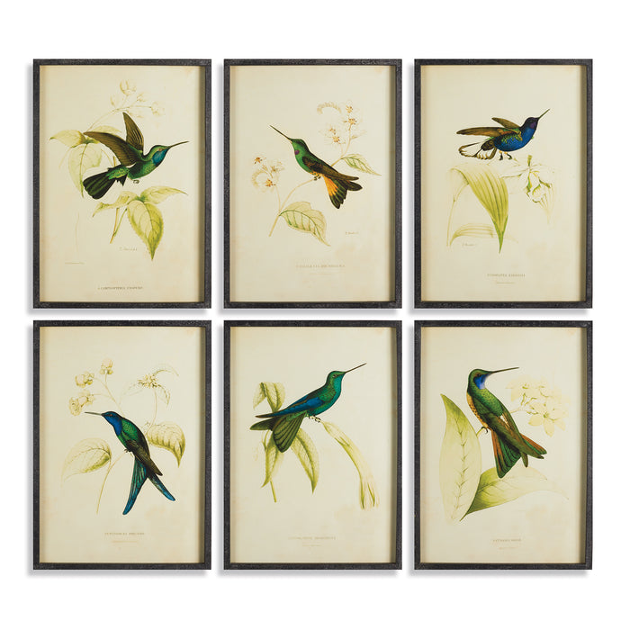 HUMMINGBIRD PRINTS, SET OF 6 BY NAPA HOME & GARDEN