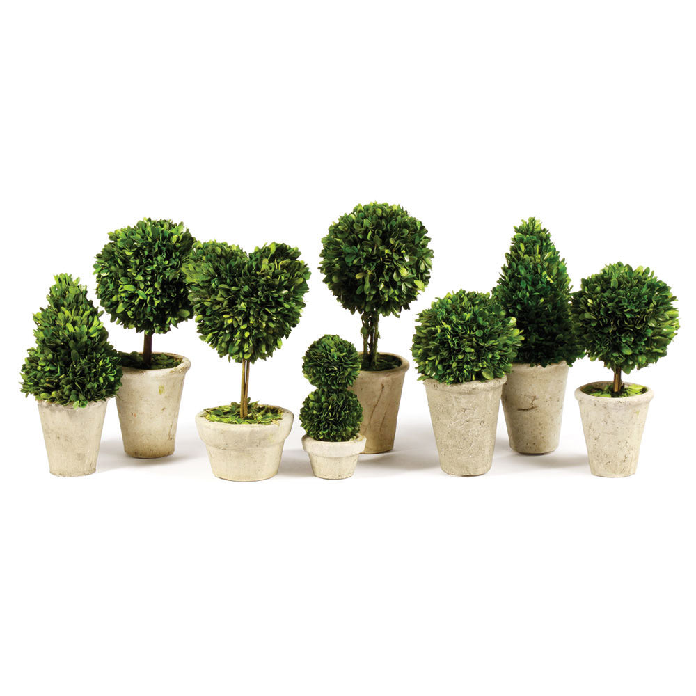 BOXWOOD TOPIARIES IN POTS, SET OF 8 BY NAPA HOME & GARDEN - A. Dodson's