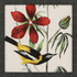 Avian - 9 Asst - A. Dodson's
