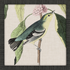 Avian - 9 Asst - A. Dodson's