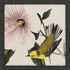 Avian - 9 Asst - A. Dodson's