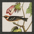 Avian - 9 Asst - A. Dodson's