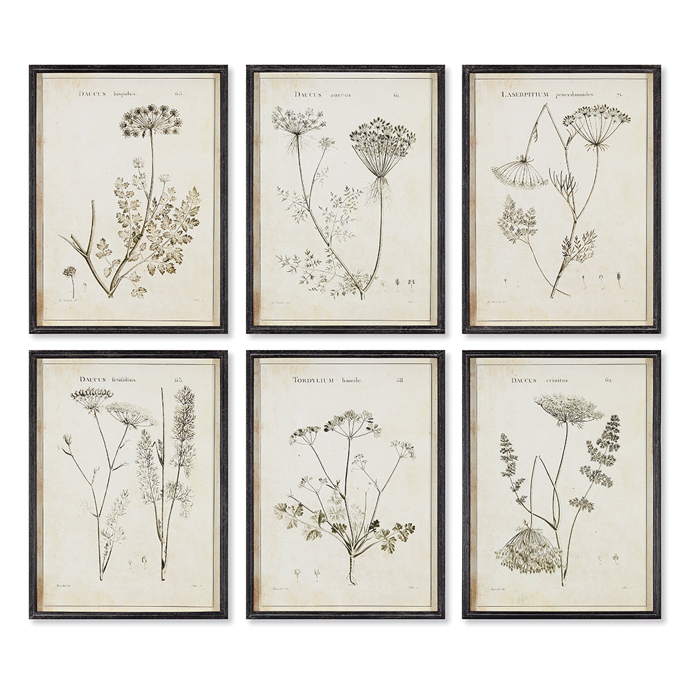 WILDFLOWER STUDY, SET OF 6 BY NAPA HOME & GARDEN - A. Dodson's
