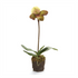 20" LADY SLIPPERS DROP-IN PLANT BY NAPA HOME & GARDEN