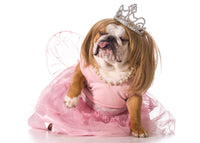 DOG IN WIG AND DRESS CARD