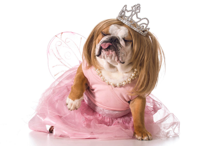 DOG IN WIG AND DRESS CARD