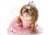 DOG IN WIG AND DRESS CARD - A. Dodson's