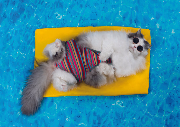 CAT ON A POOL FLOAT CARD