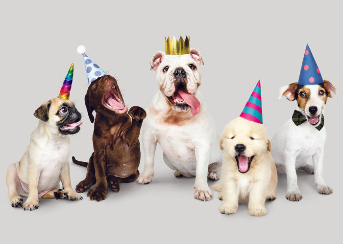 DOGS IN PARTY HATS CARD