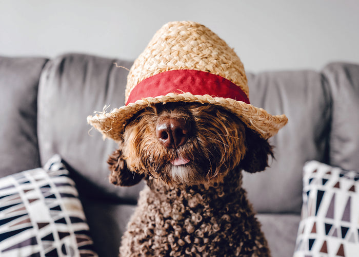 DOG WEARING HAT CARD