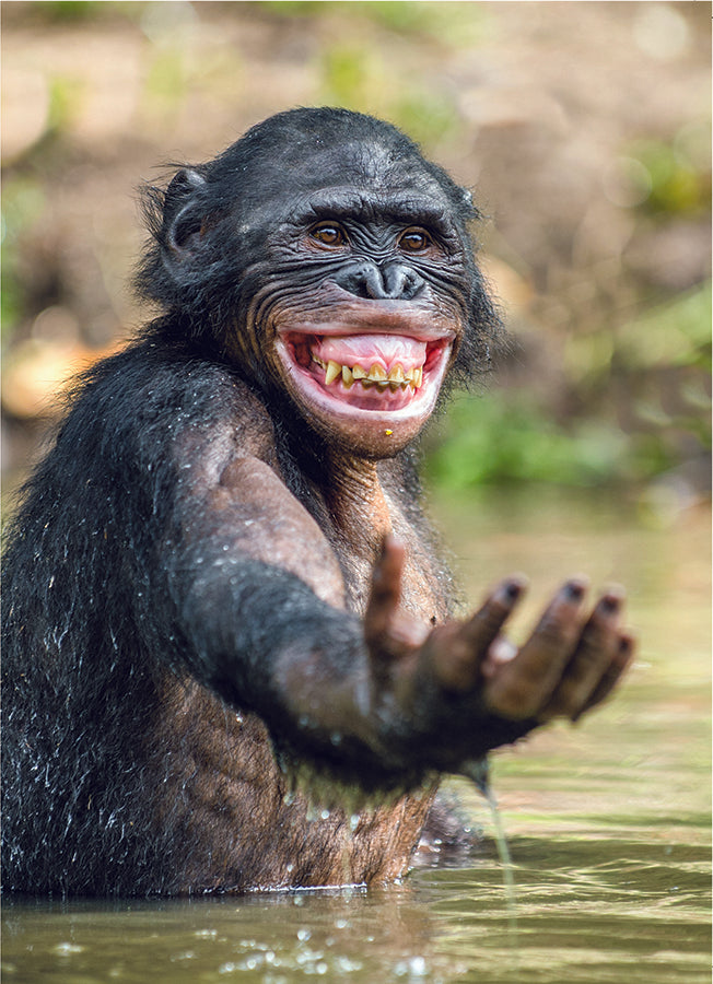MONKEY TAKING A BATH CARD